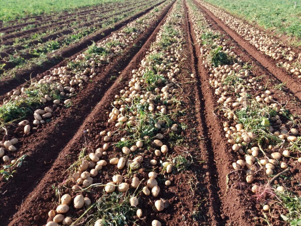 Potato Reduce Inputs, Enhance Output – Spain|{p}Reduce the Input of more than ten protection chemicals. {/p}|{p}Increase the final output of potatoes significantly.{/p}