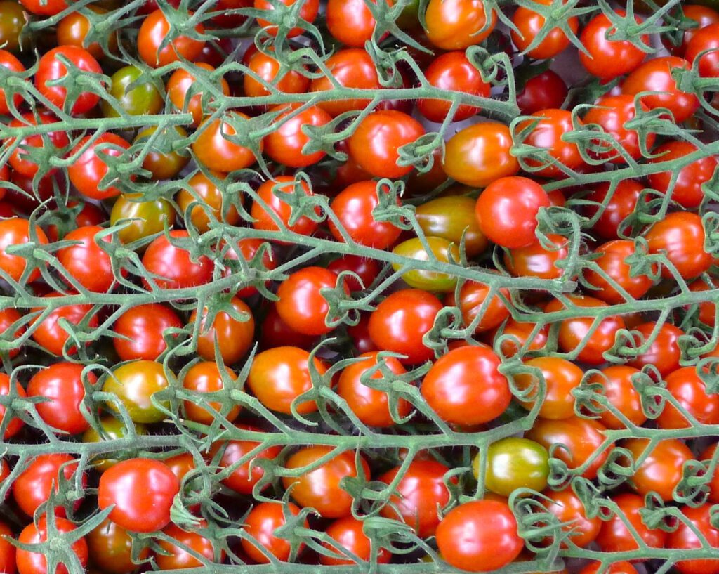 Cherry Tomato – Uniform Maturity & Enhance Revenue – Spain | {p}Hydroponic greenhouse in Almeria, Spain.{/p}  | {p}Increased Grade A output to improve revenue.{/p}