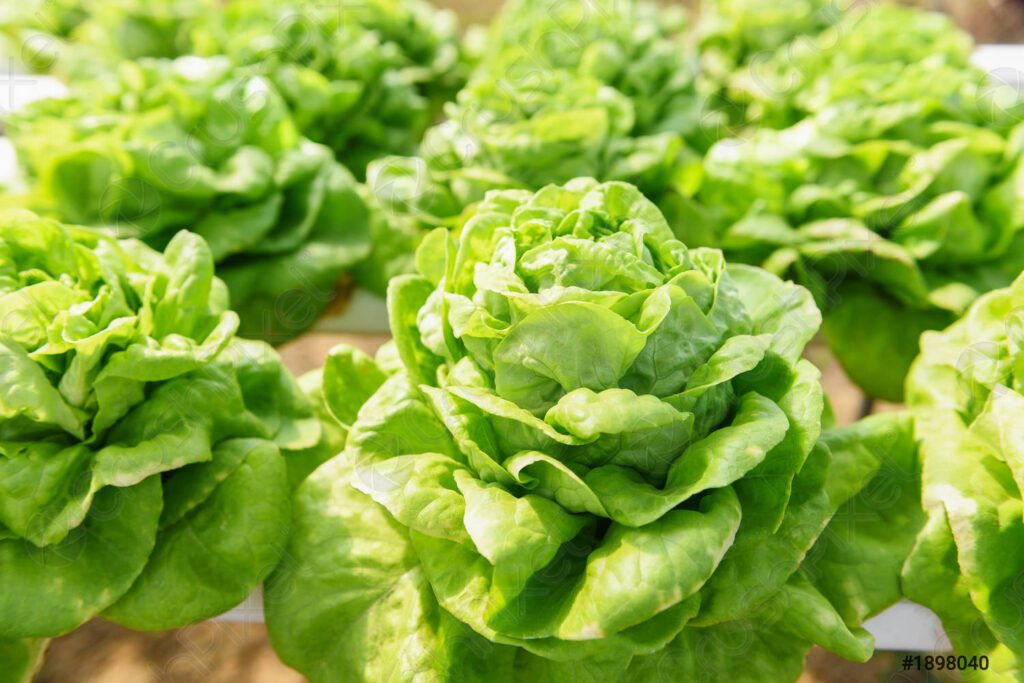 Butterhead Lettuce_Higher Nutritional Value – Singapore|{p}Aeroponic cultivation in tropical Singapore. {/p}|{p}Increased overall nutritional value of output.{/p}