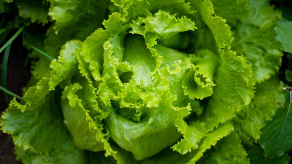 Iceberg Lettuce Improve Yield & Quality – Philippines|{p}Increase yield from standard fertilisation.{/p}|{p}Improved flavour and texture of the lettuce.{/p}
